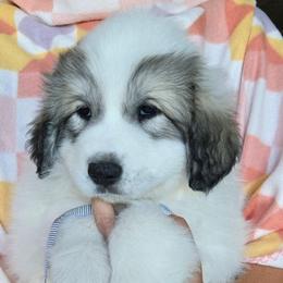 Rain - White and badger female Great Pyrenees puppy in Antwerp, New York from Empyre Great Pyrenees
