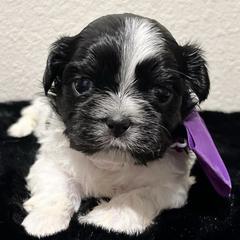 Mal-Shis from Ncstellarpuppies