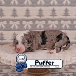 Puffer - Blue merle and white male Sheepadoodle puppy in Cleveland, Tennessee from Narrow Path Old English & Sheepadoodles