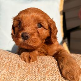 Nemo - Red male Cavapoo puppy in Toms River, New Jersey from CavaloveNJ
