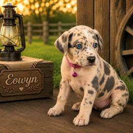 Eowyn - Harlequin female Great Dane puppy in Citra, Florida from AEW Farm
