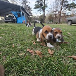 Basset Hound Puppies from Walkers Catuna Bassett Hounds