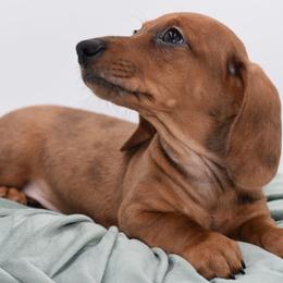 Tucker AKC - Dapple male Dachshund puppy in Coweta, Oklahoma from Sunnyside Dachshunds