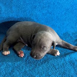 Enterprise - Blue male Whippet puppy in Gentry, Arkansas from Mardel Robeson of Mulberry Hollow Whippets
