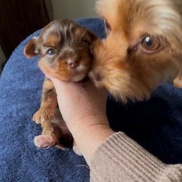 Chocolate  tan female Yorkie - Chocolate and tan female Yorkshire Terrier puppy in Des Moines, Iowa from Diamond Yorkshire Terriers