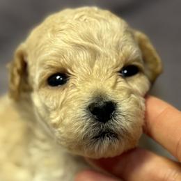 Maltipoos from Marina