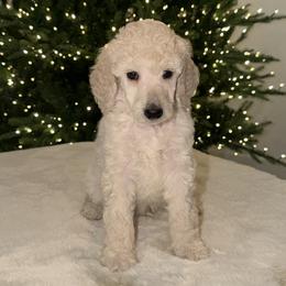 Chase - White male Poodle puppy in Roseville, California from Aura & Luxe Poodles