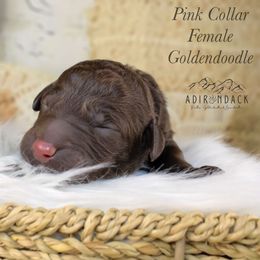 Pink collar - Chocolate female Goldendoodle puppy in Plattsburgh, New York from Adirondack Poodles Goldendoodles,Bernedoodles & Schnoodles