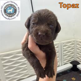 Topaz - Chocolate male Labrador Retriever puppy in Elloree, South Carolina from Moonlight Kennels LLC