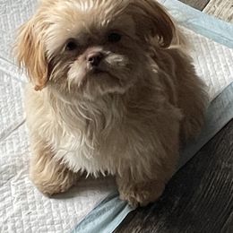 Shih Tzu Puppies from Sweet on Tzu