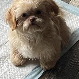 Shih Tzu Puppies from Sweet on Tzu