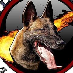 Belgian Malinois from Red Rocket Malinois
