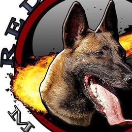 Belgian Malinois from Red Rocket Malinois