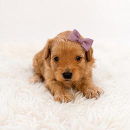 Honey - Apricot female Maltipoo puppy in St. George, Utah from Winchester Hills Poodles and Doodles