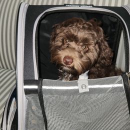 Maltipoo, Yorkipoo, and Yorkshire Terrier All Grown Up from Mandy's Poodle's