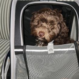 Maltipoo, Yorkipoo, and Yorkshire Terrier All Grown Up from Mandy's Poodle's