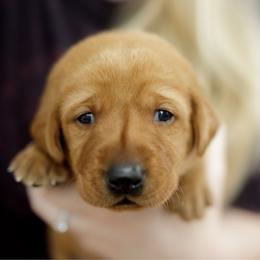 Callahan - Yellow male Labrador Retriever puppy in Allons, Tennessee from UC Labradors LLC