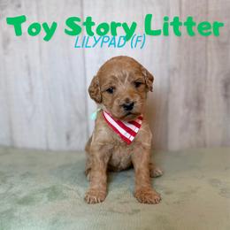 Lilypad - Apricot female Goldendoodle puppy in Houston, Texas from Golden Life Doodles