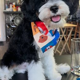 Toby - Cavapoo