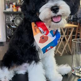 Toby - Cavapoo