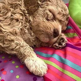 Lagotto Romagnolo Puppies from Tenajeff Lagottos