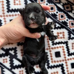 Bugs - Black male Cocker Spaniel puppy in Delphi, Indiana from Benchmark Cockers