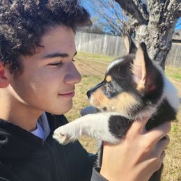 Pembroke Welsh Corgi Puppies from Shelly Bean Corgis
