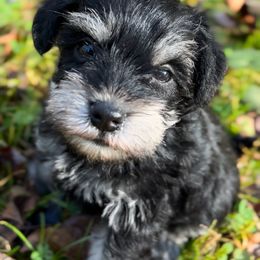 Rosie - Black and silver female Miniature Schnauzer puppy in Frankford, Delaware from Miniature Schnauzers of Delmarva