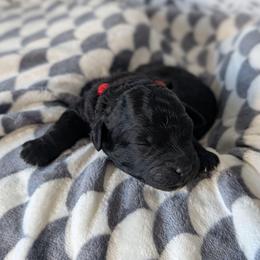 Orange Girl - Black and white female Shihpoo puppy in Rockledge, Florida from Stormie's Doodles