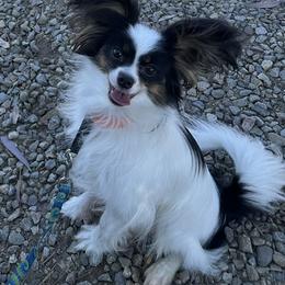 Cici - White black and tan female Papillon puppy in San Diego County, California from Mishmo's Shibas and Papillons