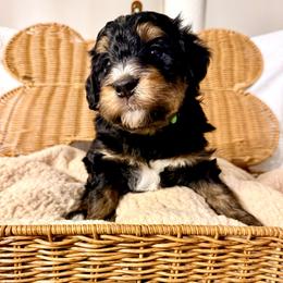 River (green ribbon) - Phantom male Bernedoodle puppy in Fallbrook, California from BFF Bernedoodles