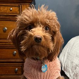 Goldendoodles from 2 Bros Doodles