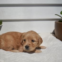Aussiedoodle and Goldendoodle Puppies from Classic City Doodles