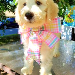 Goldendoodle Puppies from Magical Goldendoodles of Pioneer Valley, MA