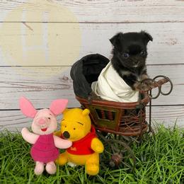 Mae - Black sabled fawn female Chihuahua puppy in North Ridgeville, Ohio from Happy Pups