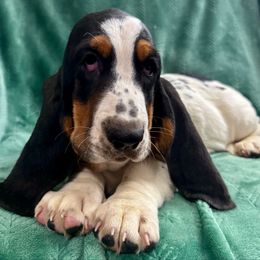 Winter - Black brown and white female Basset Hound puppy in Cleveland, Tennessee from Smokey Mtn Bassets
