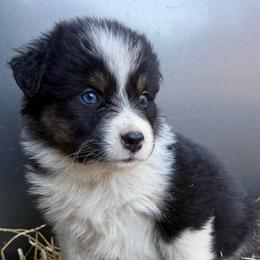 Kate - Black tri-color female Australian Shepherd puppy in Stanford, Kentucky from Red Feather Aussies