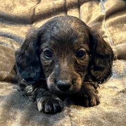 Tiger - Brindle male Dachshund puppy in Litchfield, Michigan from High Country Kennels