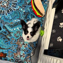 Prince - White and black male Papillon puppy in Howe, Oklahoma from Southern Sweet Papillons