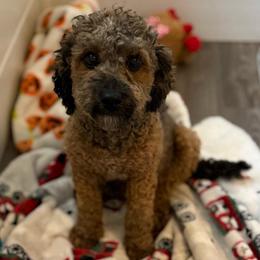 Jewel - Red  female Poodle puppy in Colonial Beach, Virginia from BeachRidge Pups