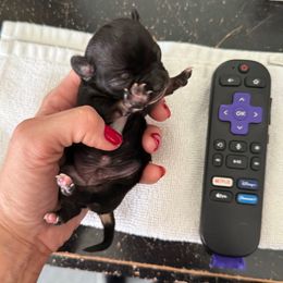 AKC boy 1 - Black and tan male Chihuahua puppy in Anoka, Minnesota from Anoka County MN AKC Chihuahuas