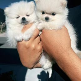 Sugar - White female Pomeranian puppy in Las Vegas, Nevada from PupsByNikki