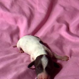 Ken - Chocolate and tan Dachshund puppy in Florida from Lazy Acres Farm