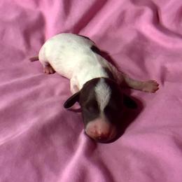 Ken - Chocolate and tan Dachshund puppy in Florida from Lazy Acres Farm