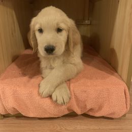 Golden Retriever Puppies from 3 Gun Retrievers