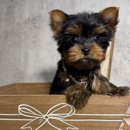 Sammi - Black and gold female Yorkshire Terrier puppy in Maple Heights, Ohio from Yorkiesllc