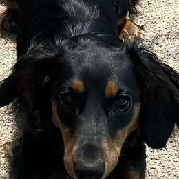 Dachshunds from Kountry Roads Aussies and Doxies