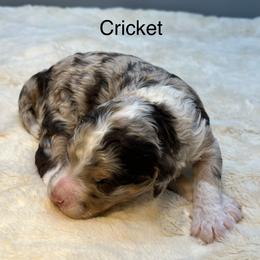 Cricket - Chocolate merle female Bernedoodle puppy in New Ringgold, Pennsylvania from Hawk Mountain Doodles