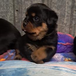 Girl 2 - Black and mahogany female Rottweiler puppy in De Witt, Iowa from Irish Eyes Kennels