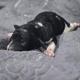 Shire - Parti male Poodle puppy in Conroe, Texas from Pear house farm